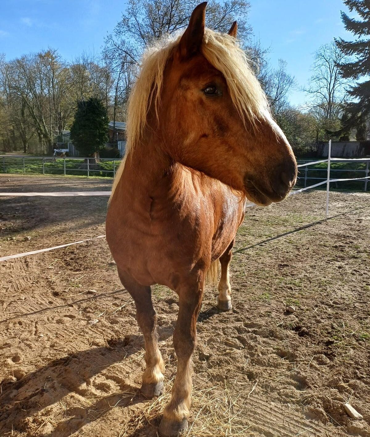 Pferd mit goldener Mähne im Freien auf dem Mundenhof.