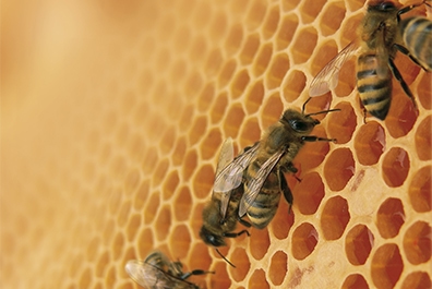Mundenhof-Tierpatenschaft-Bienen